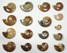 Lot: - Polished Whole Ammonite Fossils - Pieces #116608-1